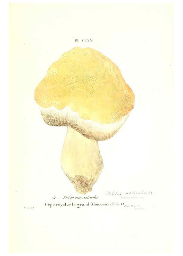 Reproducción/Reproduction 6266458021: Iconographie des champignons de Paulet New York,H. Baillière; [etc., etc.],1855