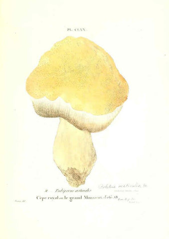 Reproducción/Reproduction 6266458021: Iconographie des champignons de Paulet New York,H. Baillière; [etc., etc.],1855