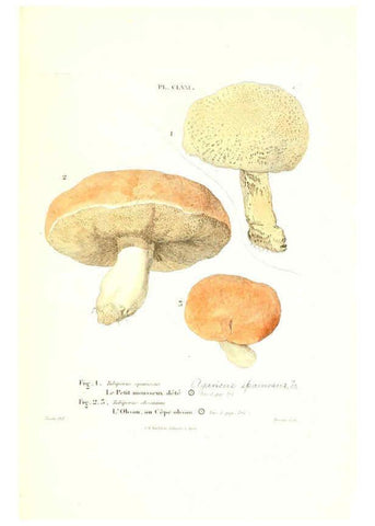 Reproducción/Reproduction 6266458187: Iconographie des champignons de Paulet New York,H. Baillière; [etc., etc.],1855