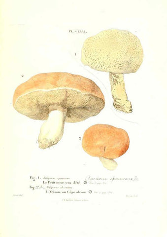 Reproducción/Reproduction 6266458187: Iconographie des champignons de Paulet New York,H. Baillière; [etc., etc.],1855