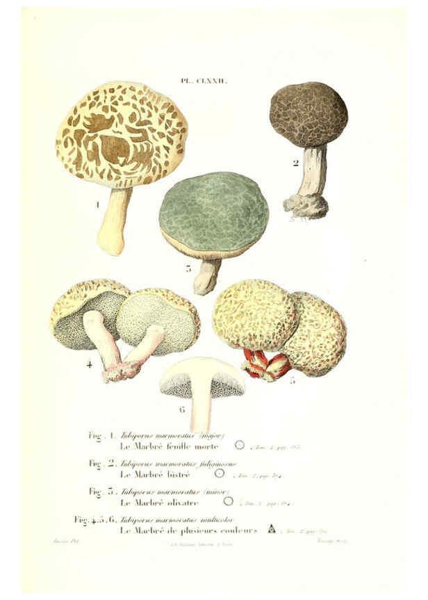 Reproducción/Reproduction 6266458365: Iconographie des champignons de Paulet New York,H. Baillière; [etc., etc.],1855