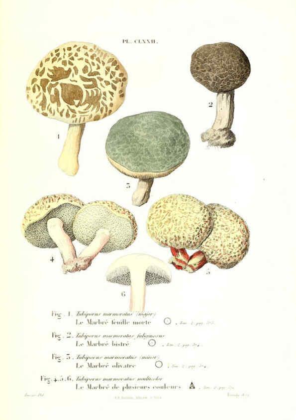 Reproducción/Reproduction 6266458365: Iconographie des champignons de Paulet New York,H. Baillière; [etc., etc.],1855