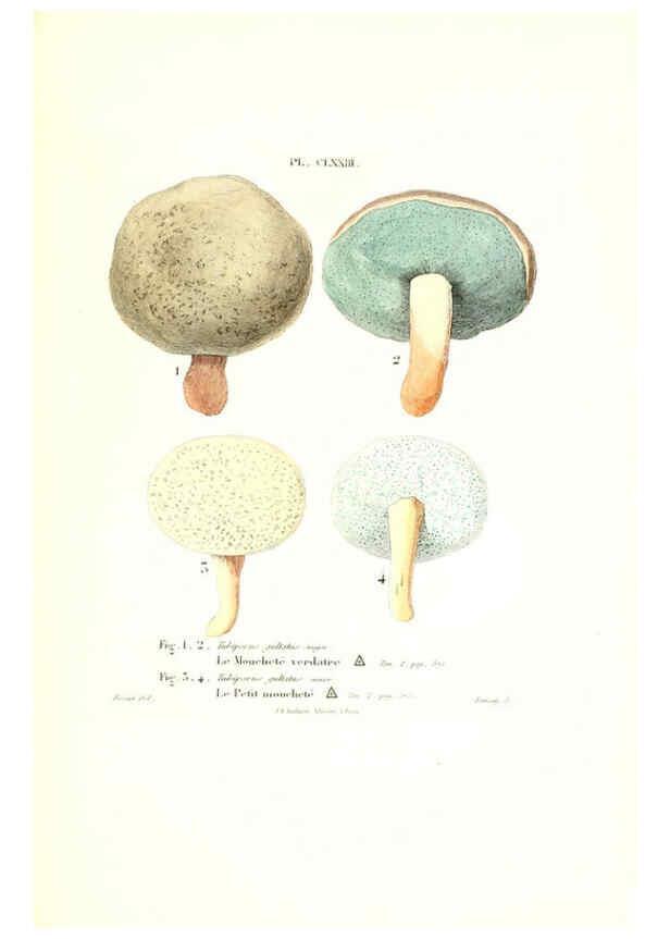 Reproducción/Reproduction 6266458547: Iconographie des champignons de Paulet New York,H. Baillière; [etc., etc.],1855