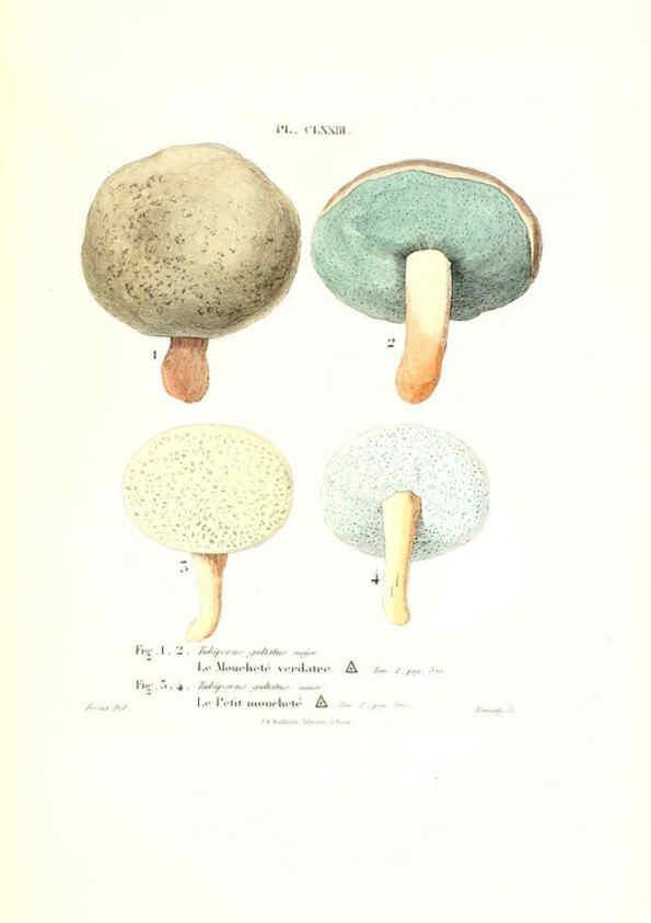 Reproducción/Reproduction 6266458547: Iconographie des champignons de Paulet New York,H. Baillière; [etc., etc.],1855