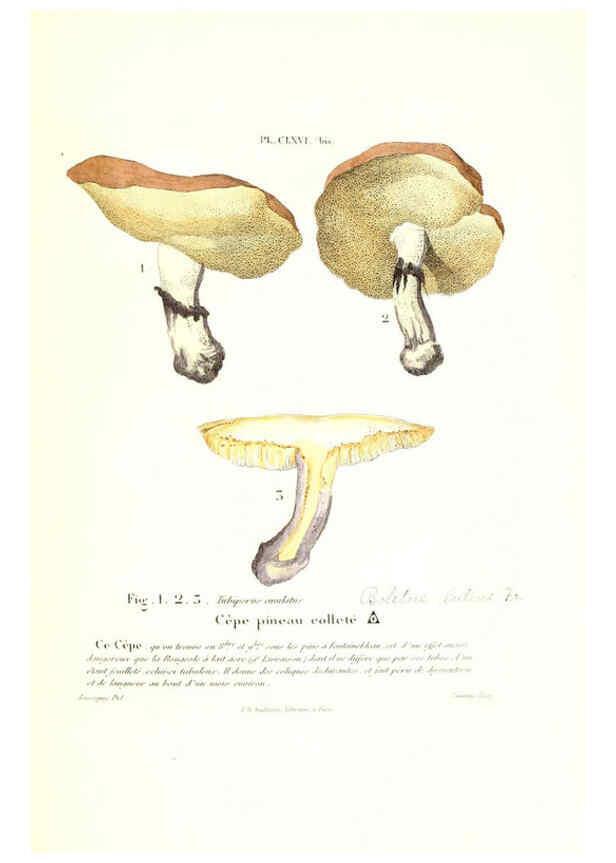 Reproducción/Reproduction 6266985114: Iconographie des champignons de Paulet New York,H. Baillière; [etc., etc.],1855