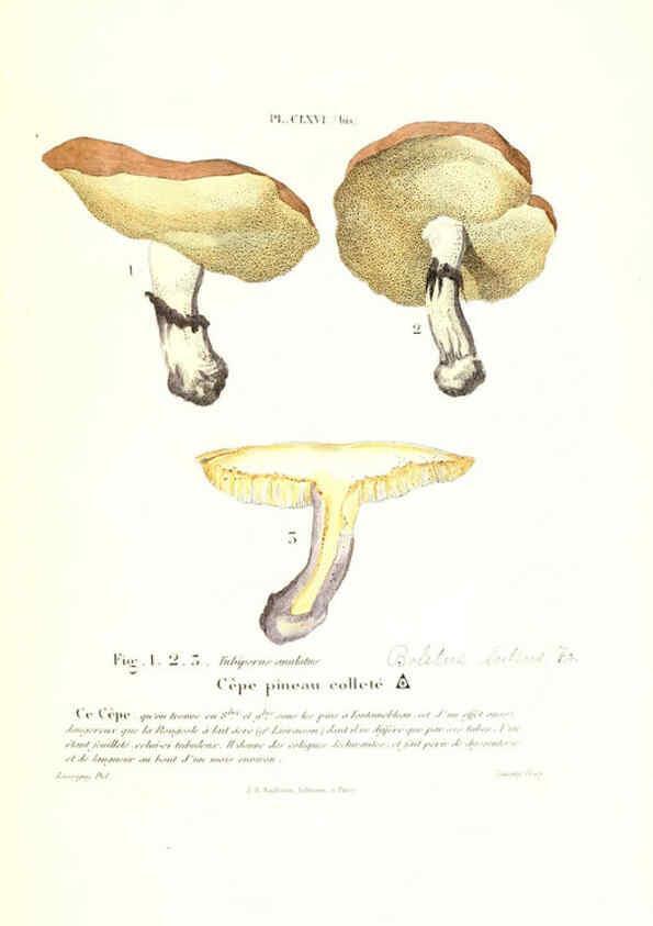 Reproducción/Reproduction 6266985114: Iconographie des champignons de Paulet New York,H. Baillière; [etc., etc.],1855