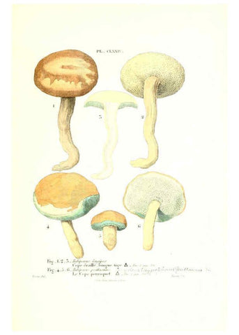 Reproducción/Reproduction 6266986648: Iconographie des champignons de Paulet New York,H. Baillière; [etc., etc.],1855