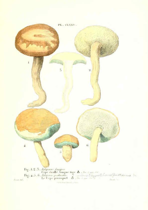 Reproducción/Reproduction 6266986648: Iconographie des champignons de Paulet New York,H. Baillière; [etc., etc.],1855