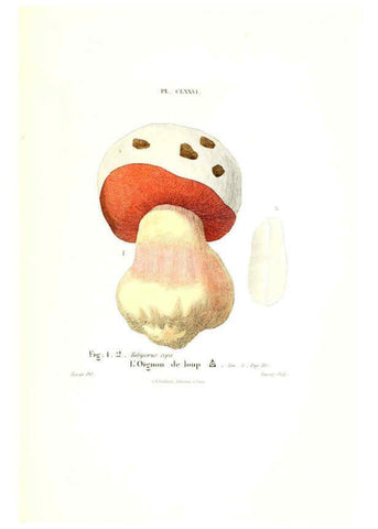 Reproducción/Reproduction 6266986976: Iconographie des champignons de Paulet New York,H. Baillière; [etc., etc.],1855