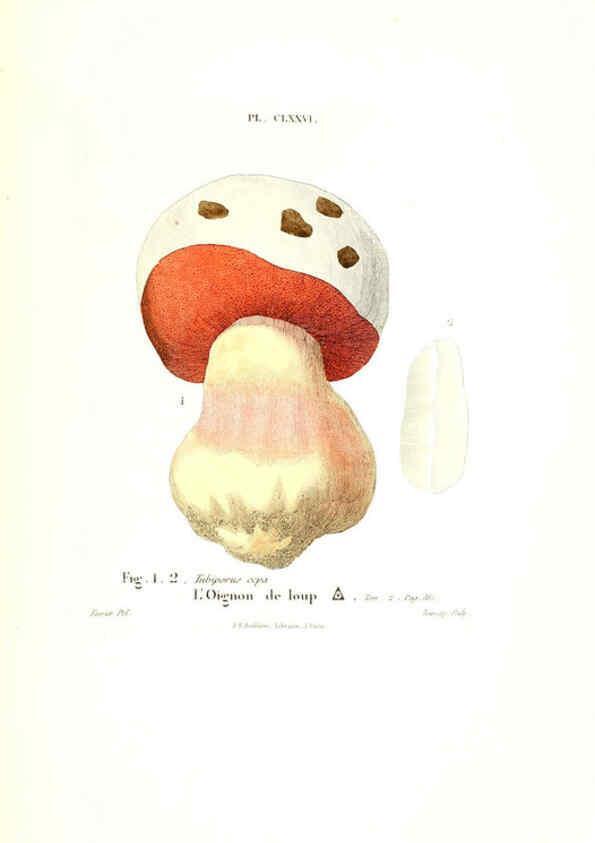 Reproducción/Reproduction 6266986976: Iconographie des champignons de Paulet New York,H. Baillière; [etc., etc.],1855