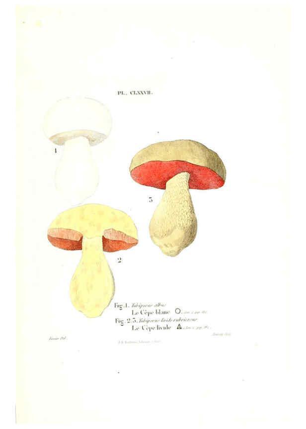 Reproducción/Reproduction 6266987158: Iconographie des champignons de Paulet New York,H. Baillière; [etc., etc.],1855