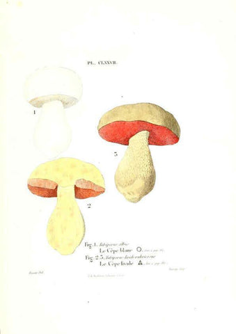 Reproducción/Reproduction 6266987158: Iconographie des champignons de Paulet New York,H. Baillière; [etc., etc.],1855