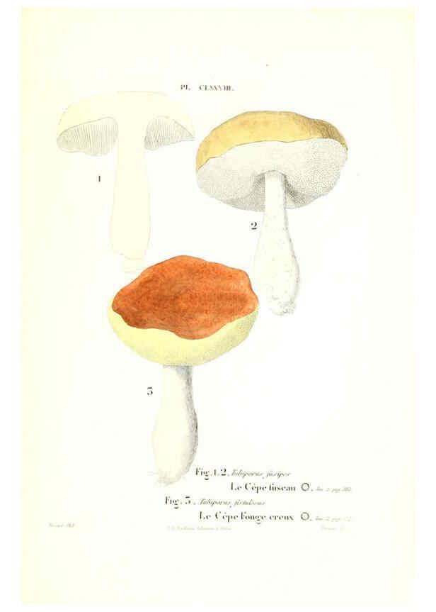 Reproducción/Reproduction 6266987332: Iconographie des champignons de Paulet New York,H. Baillière; [etc., etc.],1855