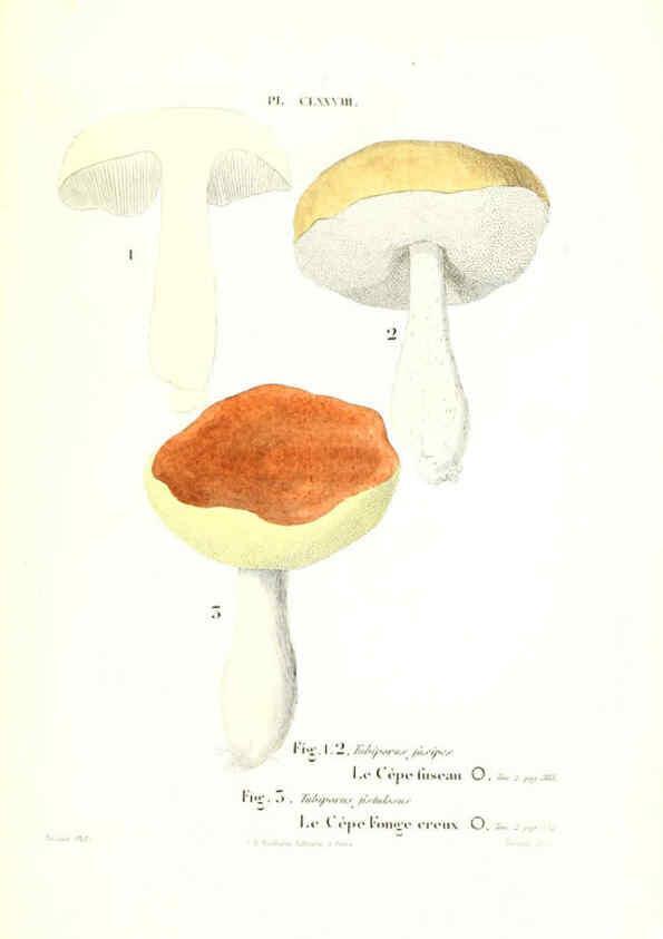 Reproducción/Reproduction 6266987332: Iconographie des champignons de Paulet New York,H. Baillière; [etc., etc.],1855