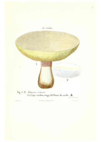 Reproducción/Reproduction 6266987496: Iconographie des champignons de Paulet New York,H. Baillière; [etc., etc.],1855