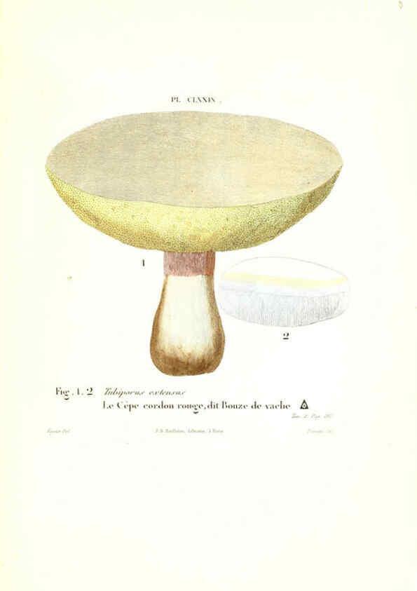 Reproducción/Reproduction 6266987496: Iconographie des champignons de Paulet New York,H. Baillière; [etc., etc.],1855