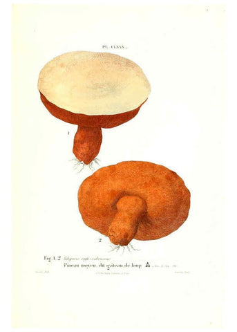 Reproducción/Reproduction 6266459781: Iconographie des champignons de Paulet New York,H. Baillière; [etc., etc.],1855