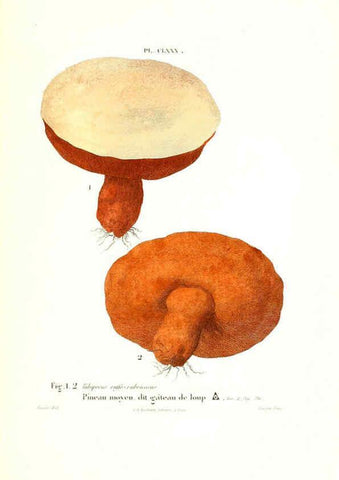 Reproducción/Reproduction 6266459781: Iconographie des champignons de Paulet New York,H. Baillière; [etc., etc.],1855