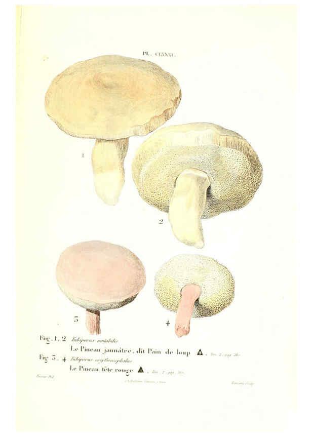 Reproducción/Reproduction 6266460035: Iconographie des champignons de Paulet New York,H. Baillière; [etc., etc.],1855