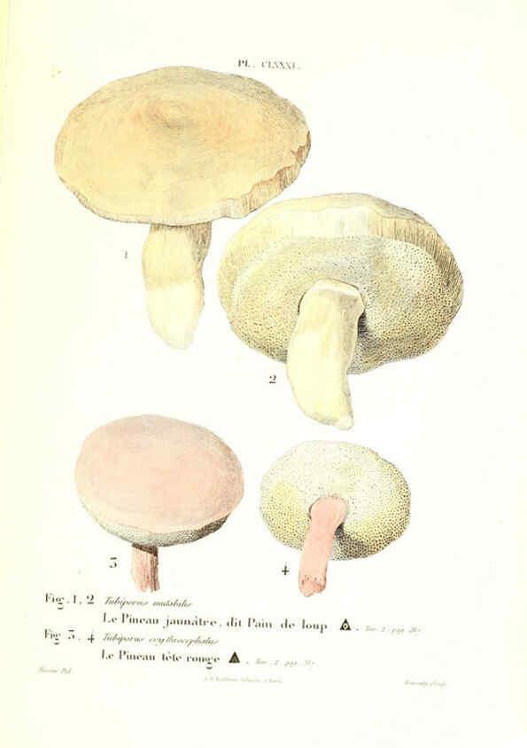 Reproducción/Reproduction 6266460035: Iconographie des champignons de Paulet New York,H. Baillière; [etc., etc.],1855