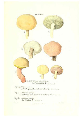 Reproducción/Reproduction 6266460217: Iconographie des champignons de Paulet New York,H. Baillière; [etc., etc.],1855