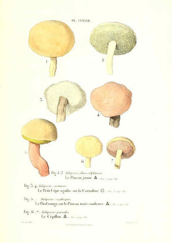 Reproducción/Reproduction 6266460217: Iconographie des champignons de Paulet New York,H. Baillière; [etc., etc.],1855