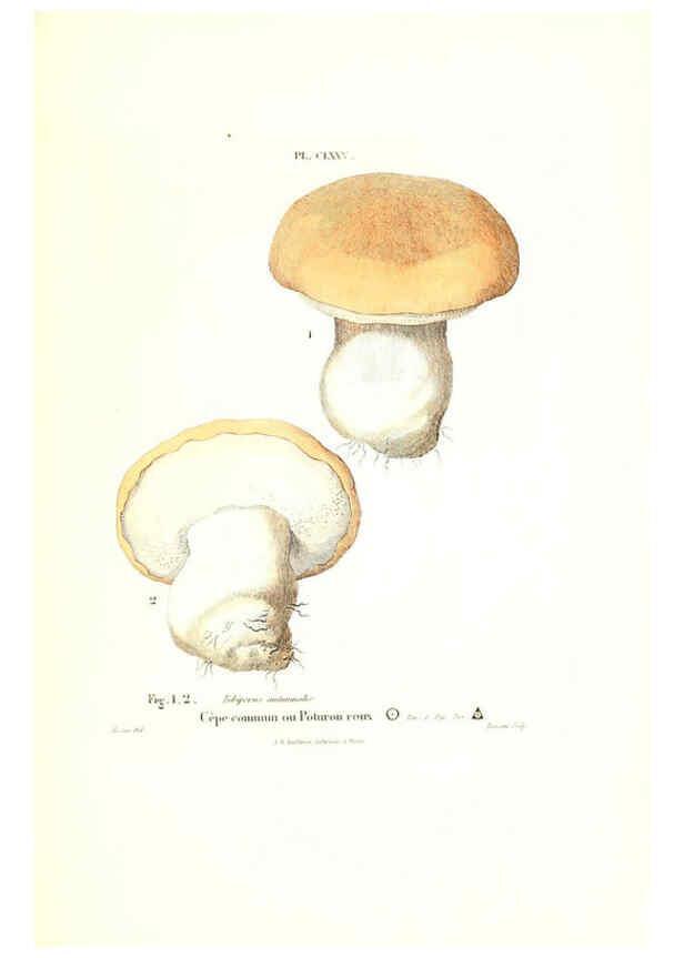 Reproducción/Reproduction 6266458897: Iconographie des champignons de Paulet New York,H. Baillière; [etc., etc.],1855