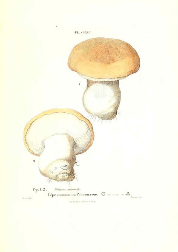 Reproducción/Reproduction 6266458897: Iconographie des champignons de Paulet New York,H. Baillière; [etc., etc.],1855