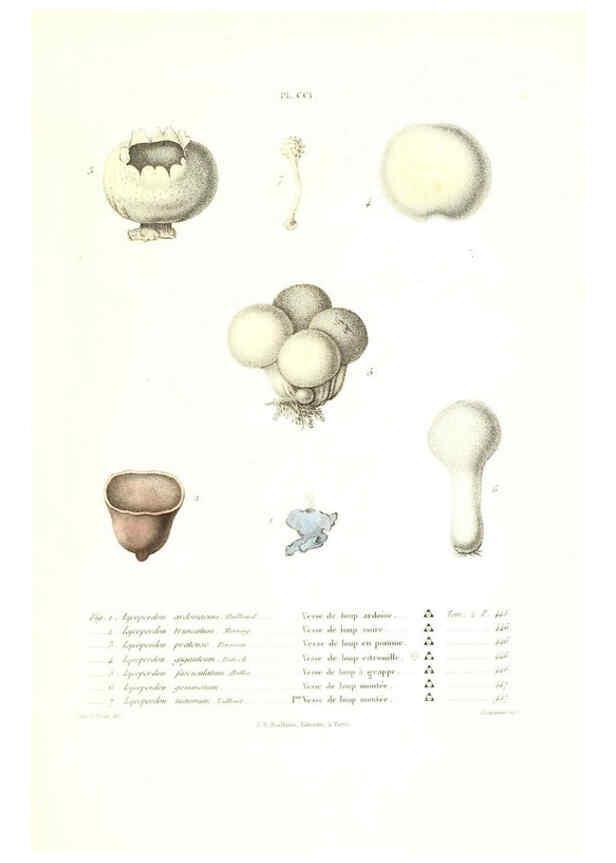 Reproducción/Reproduction 6266991780: Iconographie des champignons de Paulet New York,H. Baillière; [etc., etc.],1855