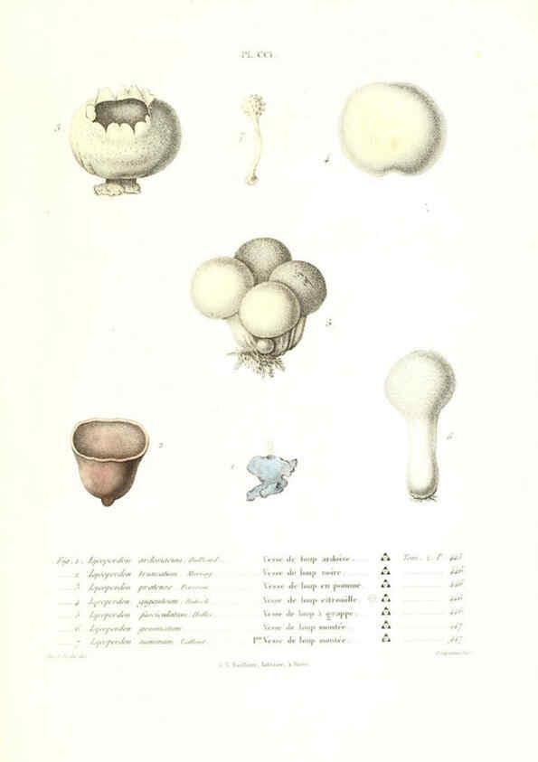 Reproducción/Reproduction 6266991780: Iconographie des champignons de Paulet New York,H. Baillière; [etc., etc.],1855