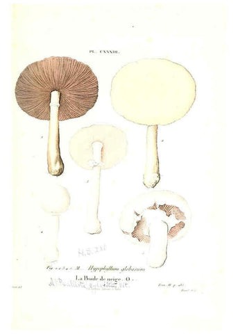 Reproducción/Reproduction 6266450013: Iconographie des champignons de Paulet New York,H. Baillière; [etc., etc.],1855