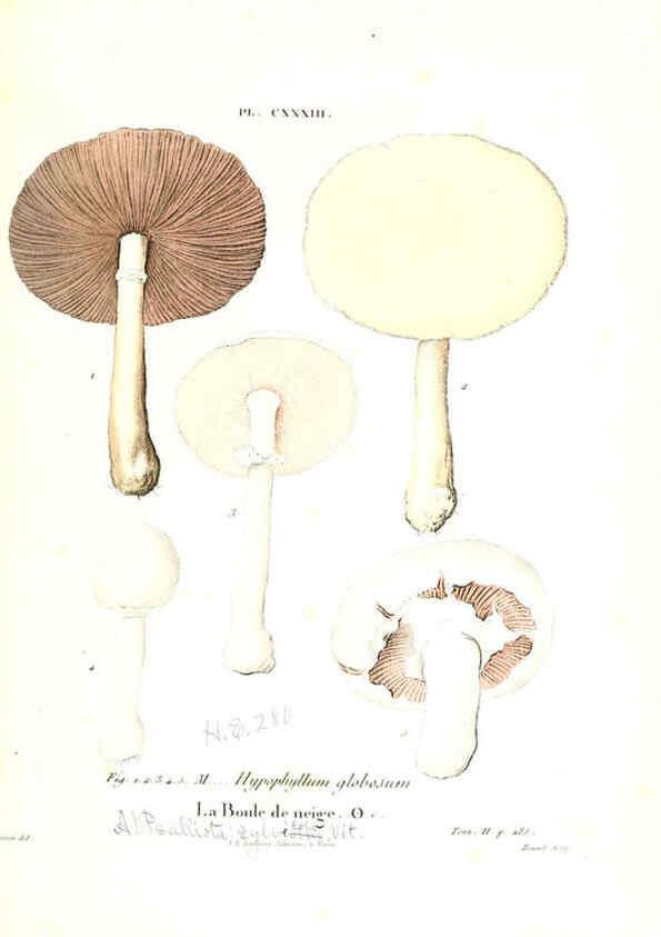 Reproducción/Reproduction 6266450013: Iconographie des champignons de Paulet New York,H. Baillière; [etc., etc.],1855