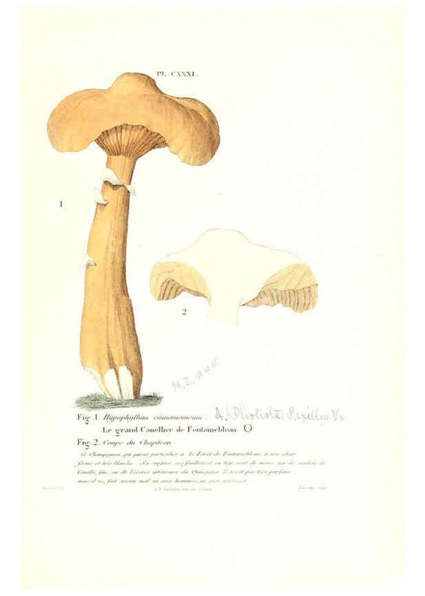 Reproducción/Reproduction 6266448703: Iconographie des champignons de Paulet New York,H. Baillière; [etc., etc.],1855