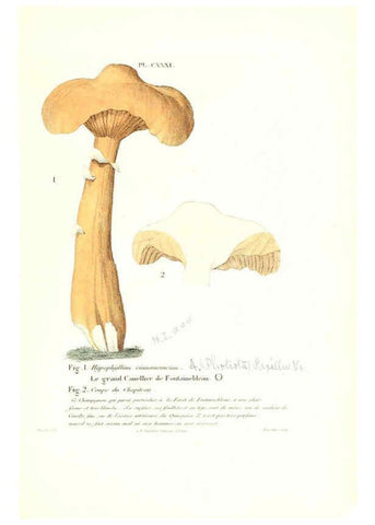 Reproducción/Reproduction 6266448703: Iconographie des champignons de Paulet New York,H. Baillière; [etc., etc.],1855