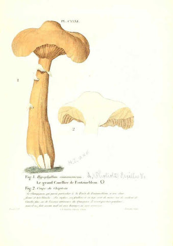 Reproducción/Reproduction 6266448703: Iconographie des champignons de Paulet New York,H. Baillière; [etc., etc.],1855