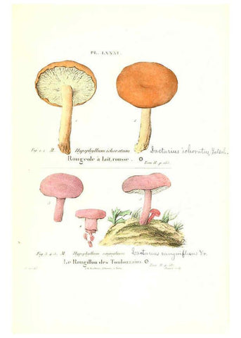 Reproducción/Reproduction 6266438721: Iconographie des champignons de Paulet New York,H. Baillière; [etc., etc.],1855