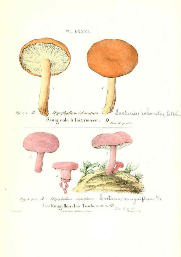 Reproducción/Reproduction 6266438721: Iconographie des champignons de Paulet New York,H. Baillière; [etc., etc.],1855