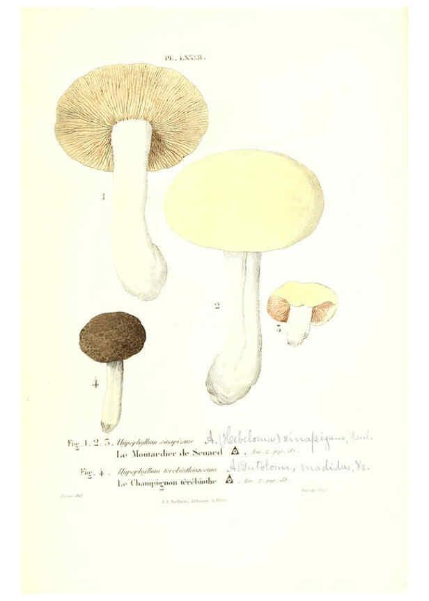 Reproducción/Reproduction 6266966842: Iconographie des champignons de Paulet New York,H. Baillière; [etc., etc.],1855