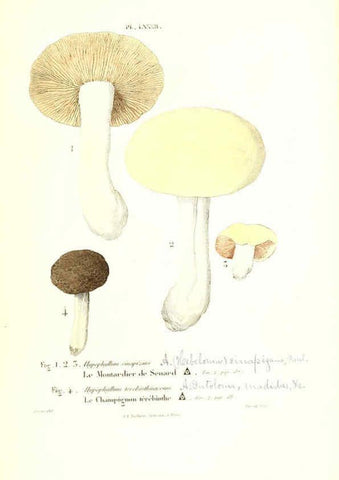 Reproducción/Reproduction 6266966842: Iconographie des champignons de Paulet New York,H. Baillière; [etc., etc.],1855