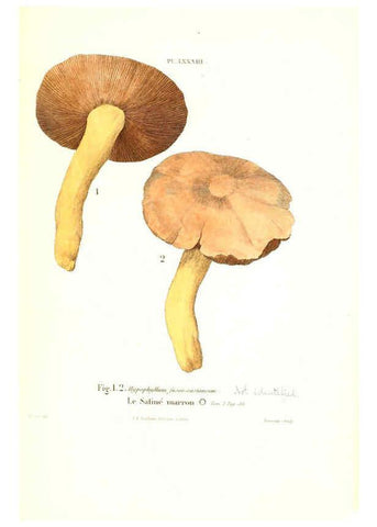 Reproducción/Reproduction 6266967016: Iconographie des champignons de Paulet New York,H. Baillière; [etc., etc.],1855