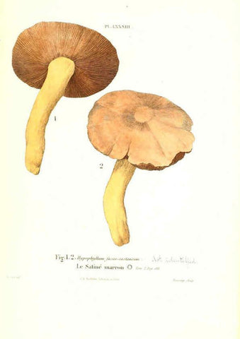 Reproducción/Reproduction 6266967016: Iconographie des champignons de Paulet New York,H. Baillière; [etc., etc.],1855