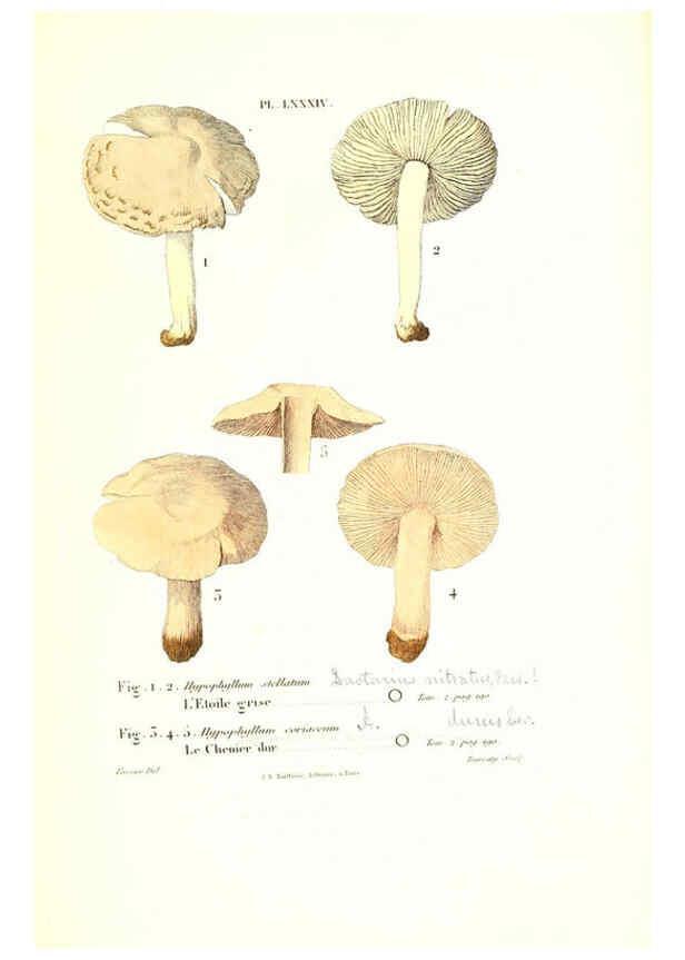 Reproducción/Reproduction 6266439225: Iconographie des champignons de Paulet New York,H. Baillière; [etc., etc.],1855