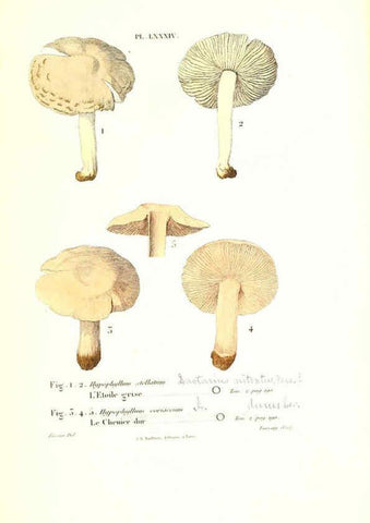 Reproducción/Reproduction 6266439225: Iconographie des champignons de Paulet New York,H. Baillière; [etc., etc.],1855