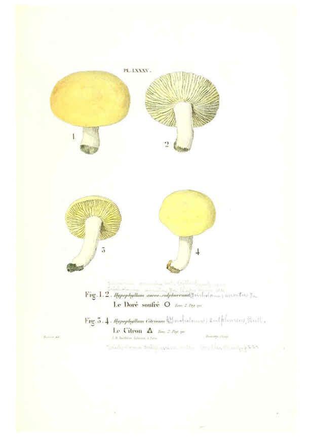 Reproducción/Reproduction 6266967316: Iconographie des champignons de Paulet New York,H. Baillière; [etc., etc.],1855