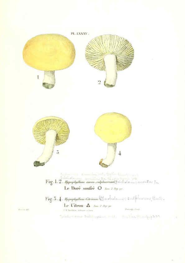 Reproducción/Reproduction 6266967316: Iconographie des champignons de Paulet New York,H. Baillière; [etc., etc.],1855