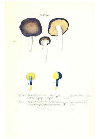 Reproducción/Reproduction 6266967598: Iconographie des champignons de Paulet New York,H. Baillière; [etc., etc.],1855