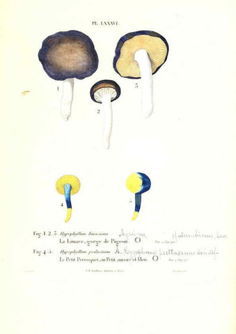 Reproducción/Reproduction 6266967598: Iconographie des champignons de Paulet New York,H. Baillière; [etc., etc.],1855