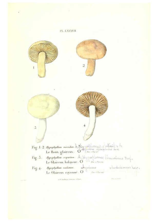 Reproducción/Reproduction 6266439811: Iconographie des champignons de Paulet New York,H. Baillière; [etc., etc.],1855