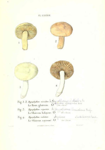 Reproducción/Reproduction 6266439811: Iconographie des champignons de Paulet New York,H. Baillière; [etc., etc.],1855