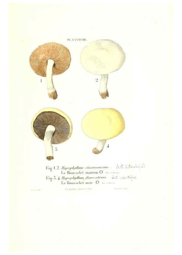 Reproducción/Reproduction 6266967870: Iconographie des champignons de Paulet New York,H. Baillière; [etc., etc.],1855